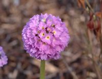 Spherical flowerheads with loads of variable coloured flowers.